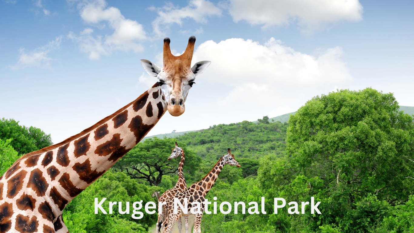 Kruger National Park Safari