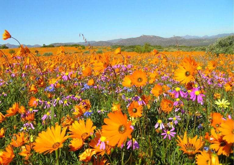 Northern Cape