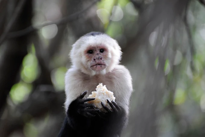 Bush Babies Monkey Sanctuary