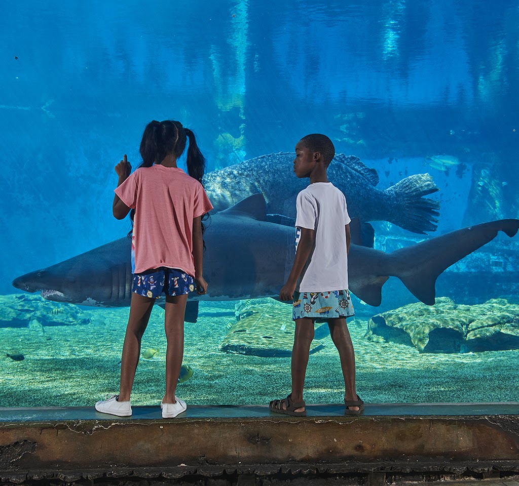 uShaka Sea World viewing