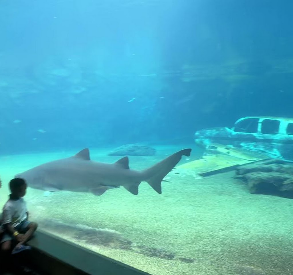 uShaka Sea World wildlife